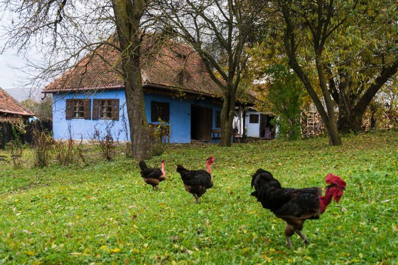 Count Kalnoky'S Transylvanian Guesthouses Miclosoara المظهر الخارجي الصورة